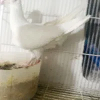 کبوتر قلدور|پرنده|شیروان (خراسان), |دیوار