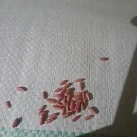 گندم بوجاری شده وسم زده شده|عمدهفروشی|شادیان, |دیوار