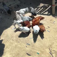 چندتا خروس است