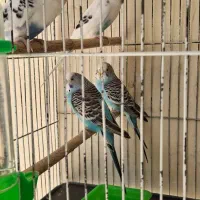 مرغ عشق جوان|پرنده|قزوین, |دیوار