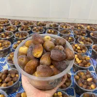 رطب کبکاب