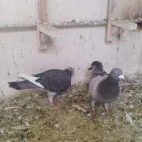 کبوتر|پرنده|شیراز, فضل‌آباد|دیوار