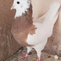 کبوتر طوقی نر پنج عدد و یک ماده|پرنده|زابل, |دیوار