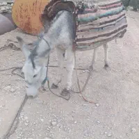 نر خر گله ای