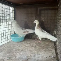 کبوتر پرشی