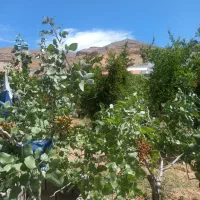 املاک