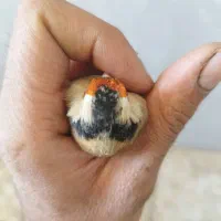 سهره کت بازکن و دورگ