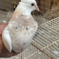 کفتر|پرنده|مشهد, چاهشک|دیوار