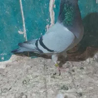 ماده سبز خطی جفت پلاک مسافتی|پرنده|رشتخوار, |دیوار