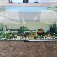 اکواریوم|ماهی|مشهد, کارگران|دیوار