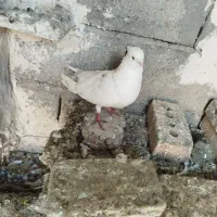 گبوتر|پرنده|مرند, |دیوار