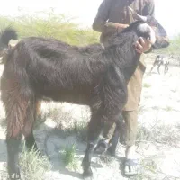 پاچن فروشی دارم