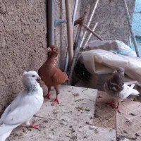 کبوتر
