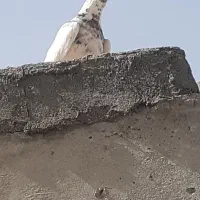 کفتر|پرنده|نیشابور, شهرک اندیشه|دیوار