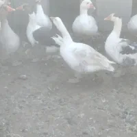 غاز خروس بوغلمو