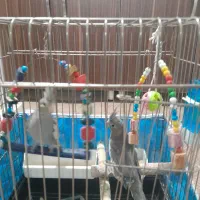 عروس هلندی سه ماه نر و ماده نمیدونم|پرنده|پیشوا, |دیوار