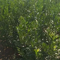 فروش|خدمات باغبانی و درختکاری|میناب, |دیوار