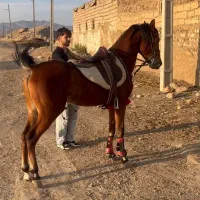 نریان کرد|اسب و تجهیزات اسب‌سواری|اردبیل, |دیوار