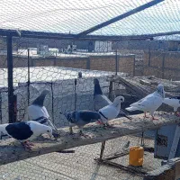 کبوتر کفتر|پرنده|شیراز, شهرک قمشه|دیوار