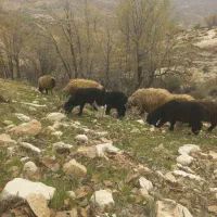 میش بختیاری بره دار