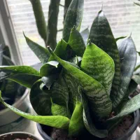 گل و گلدون|گل و گیاه طبیعی|مشهد, کوشش|دیوار