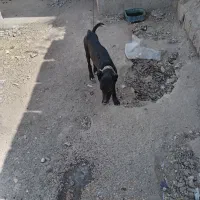 سگ نر
