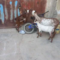 بزصلاله دوکهری