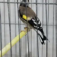 سهره نر|پرنده|فولادشهر, مسکن مهر فولادشهر|دیوار