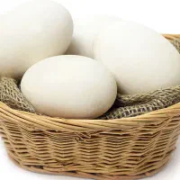 تخم غاز و اردک