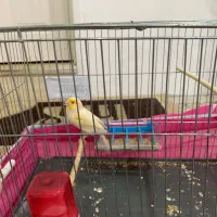 فروش قناری مست مست