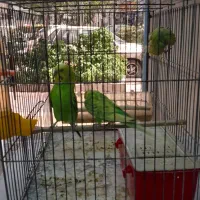 فروش یک جفت مرغ عشق به همراه جوجه