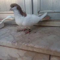 کبوتر نر خال دم