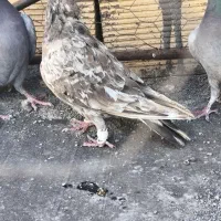 کفتر . کبوتر