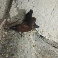 جوجه کنار خیس سوسکی خرمایی|پرنده|نسیمشهر, |دیوار