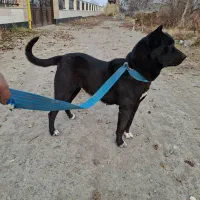 گم شده|حیوانات|ارومیه, |دیوار