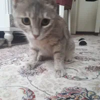 گربه