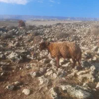 بره میش|حیوانات مزرعه|هندمینی, |دیوار