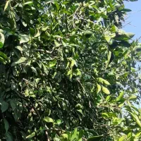 فروش باغ نارنگی با ویو زیبا|فروش زمین و ملک کلنگی|پایین هولار, |دیوار