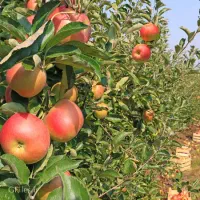 فروش باغ مناسب * ساخت ویلا * شهریار