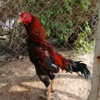 خروس لاری نسل|حیوانات مزرعه|تهران, ترمینال جنوب|دیوار