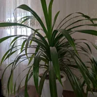 گل و گیاه