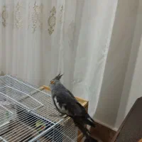 عروس هلندی|پرنده|لیسار, |دیوار