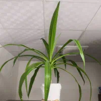 گل پاندانوس و ذرتی|گل و گیاه طبیعی|شیراز, باغ تخت|دیوار