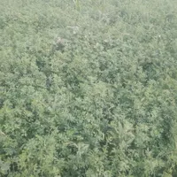 یونجه