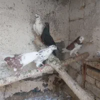 شکار|پرنده|اراک, |دیوار