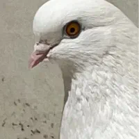 کبوتر تهرانی نک جم چش زرد کله پفکی