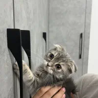 بچه گربه اسکاتیش فولد بلو گلد|گربه|قم, شهرک قدس|دیوار