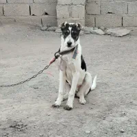 توله سرابی نر و ماده