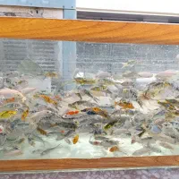 ماهی کوی نژاد