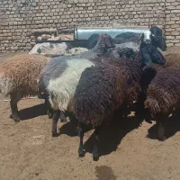 تعداد ۹ راس میش بره دار